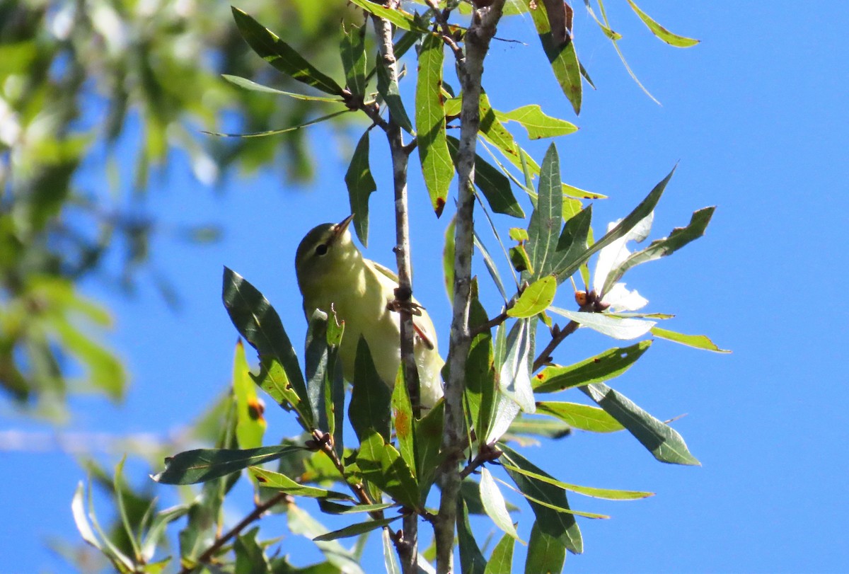 Tennessee Warbler - ML644548620
