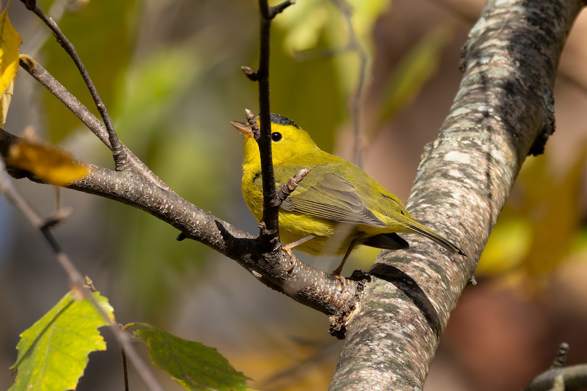 lesňáček čepičatý - ML644548627