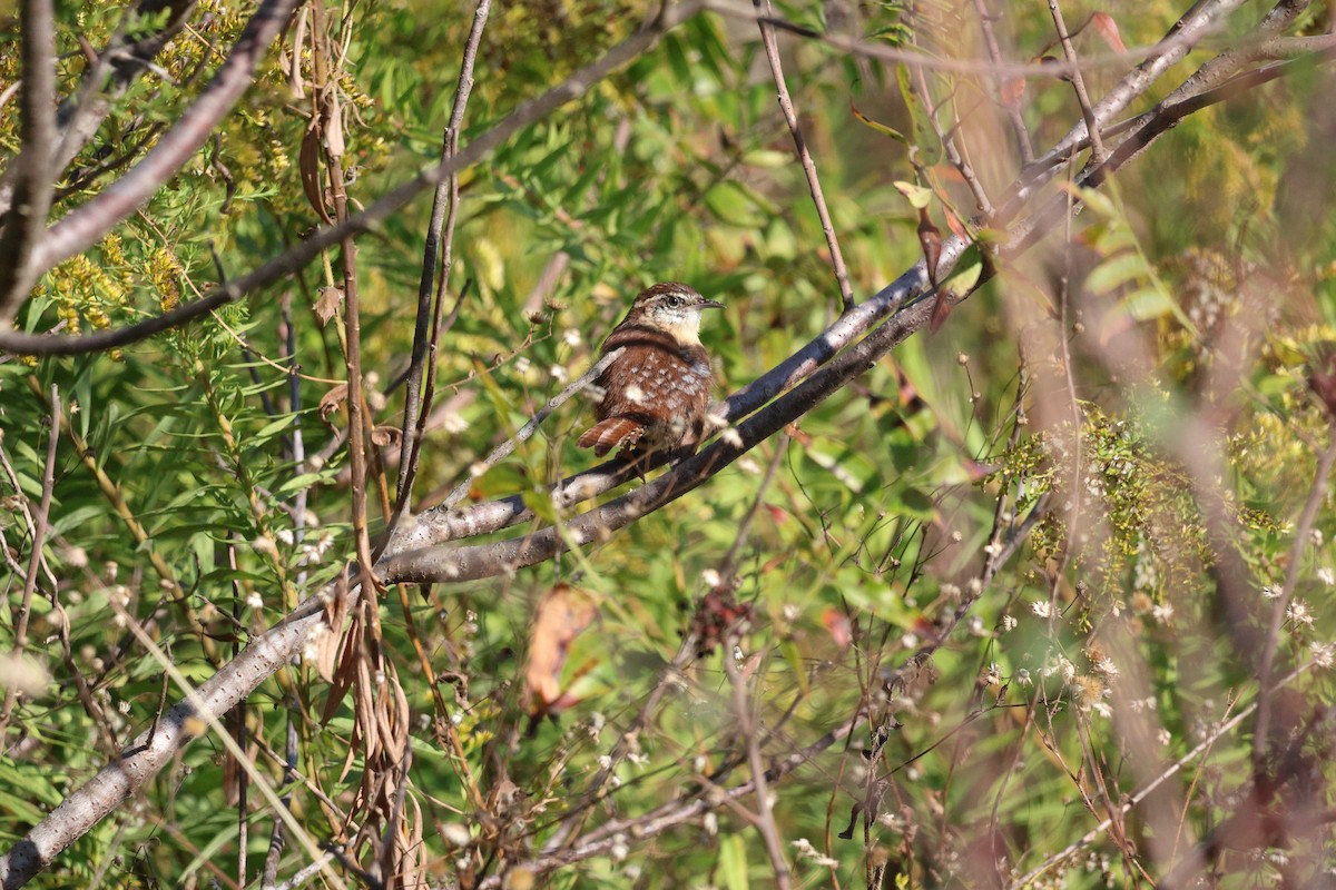 Carolina Wren - ML644548636