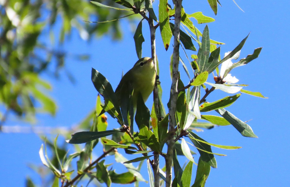 Tennessee Warbler - ML644548642