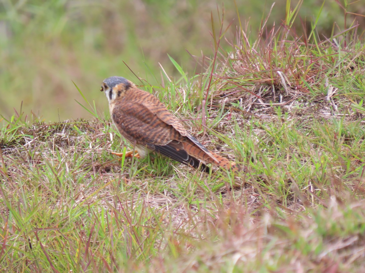 American Kestrel - ML644548648