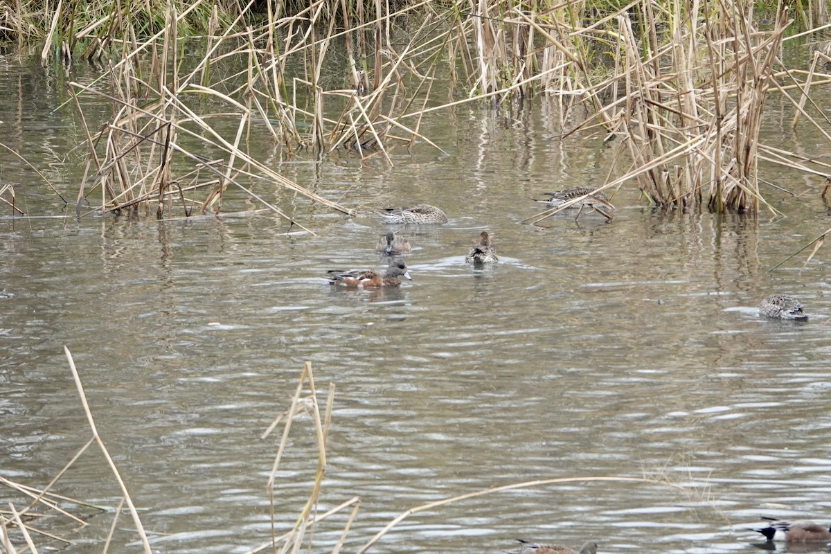 American Wigeon - ML644548655