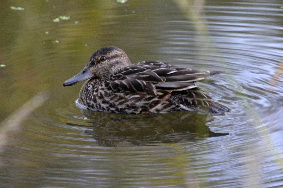 krikkand - ML644548656