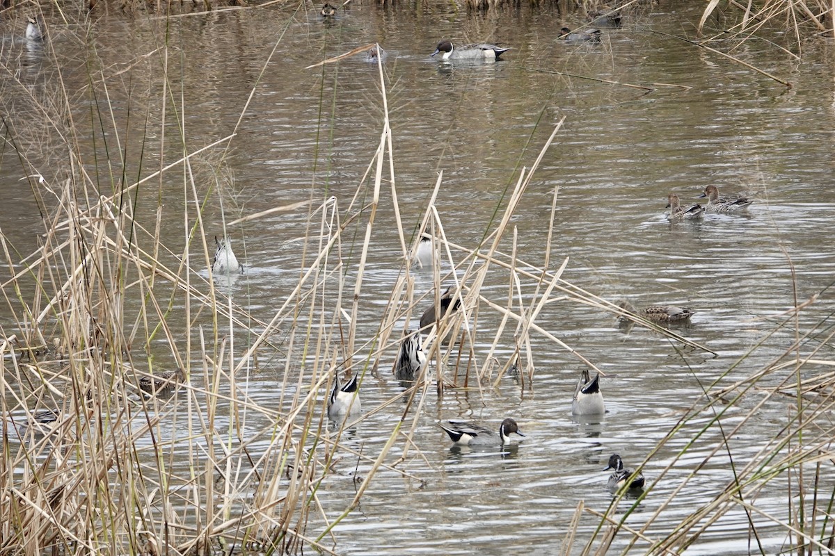 Northern Pintail - ML644548659