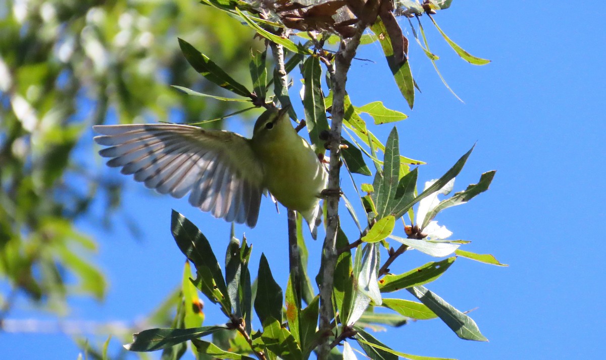 Tennessee Warbler - ML644548669