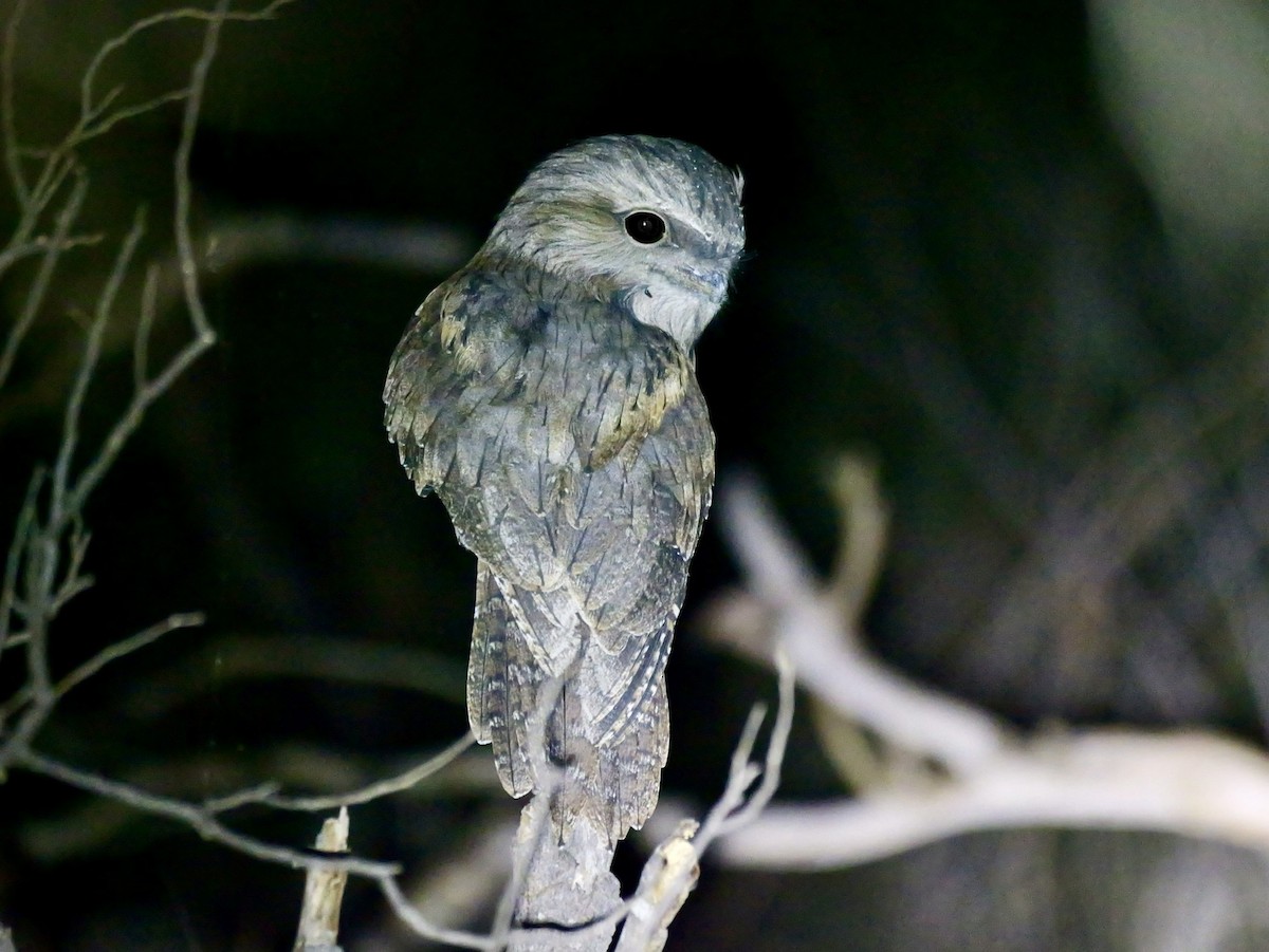 Tawny Frogmouth - ML644548672