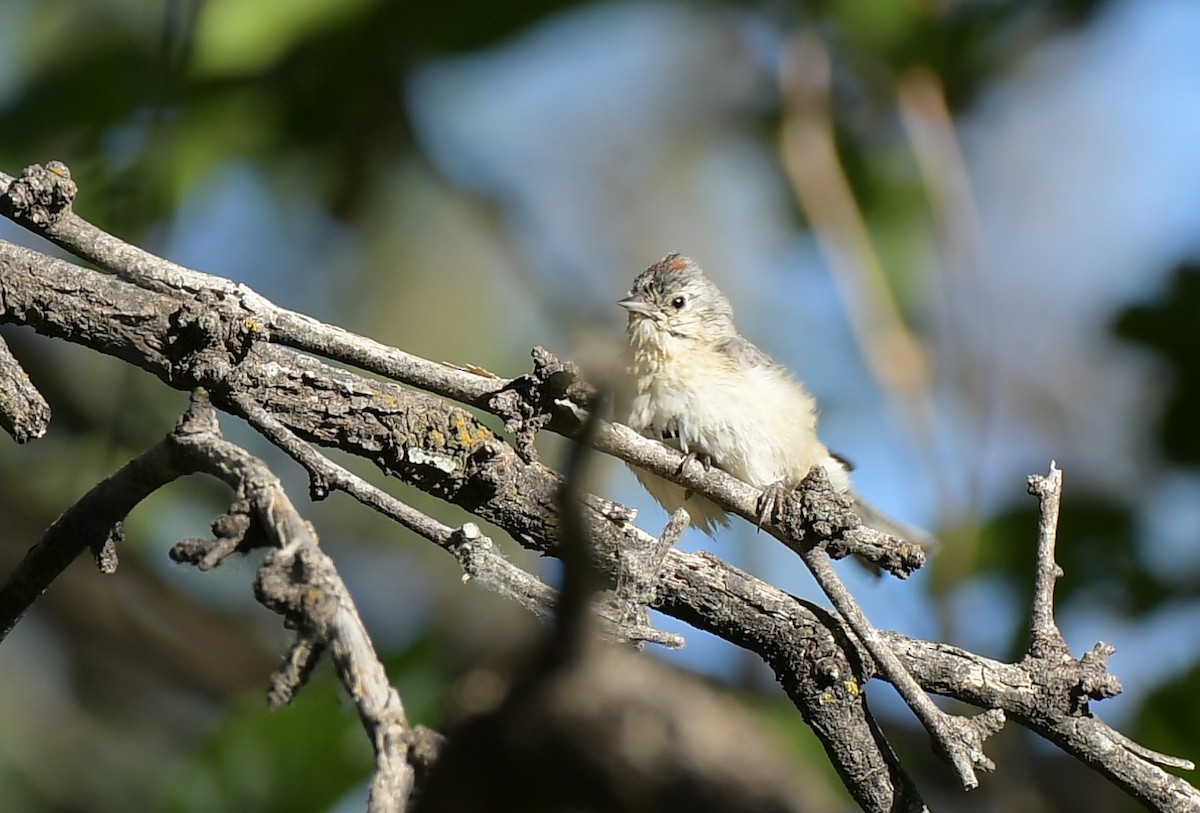 Lucy's Warbler - ML644548674