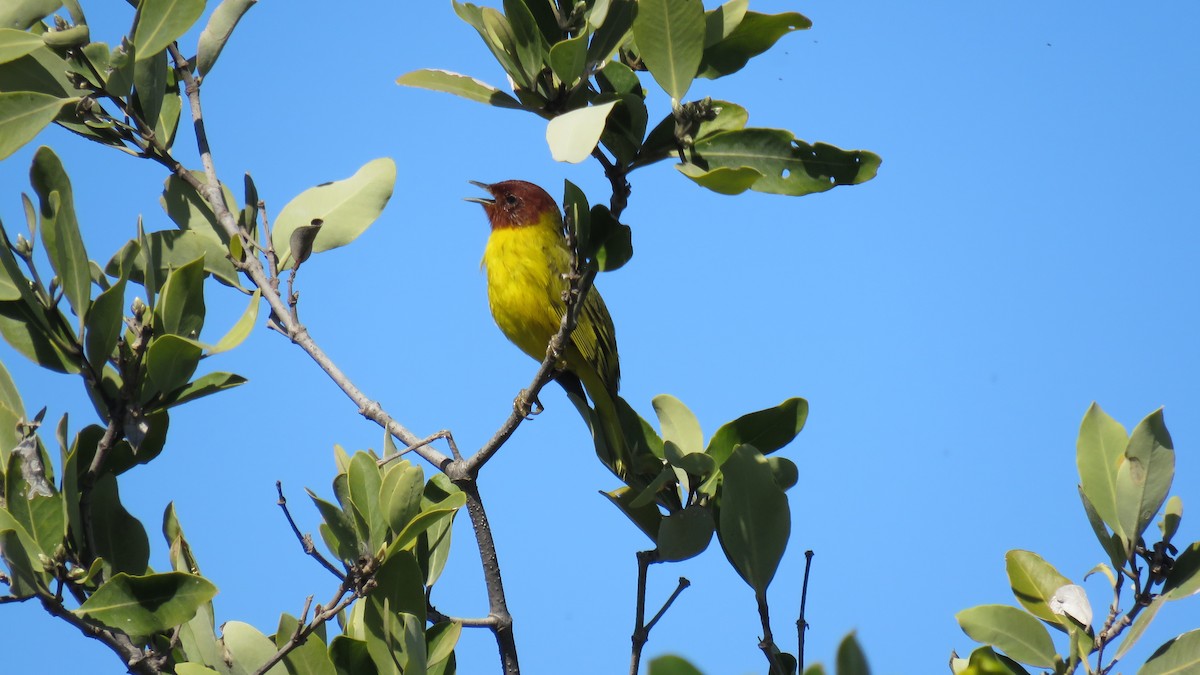 Mangrove Yellow Warbler - ML644548688