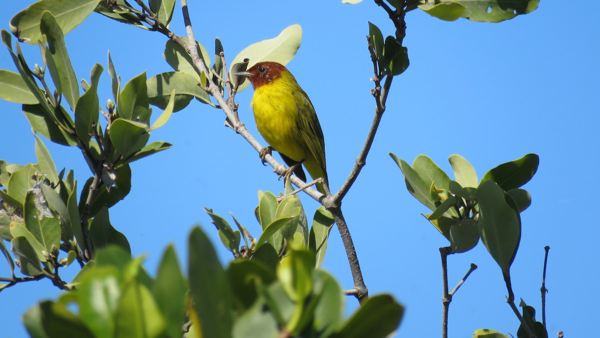 Mangrove Yellow Warbler - ML644548689