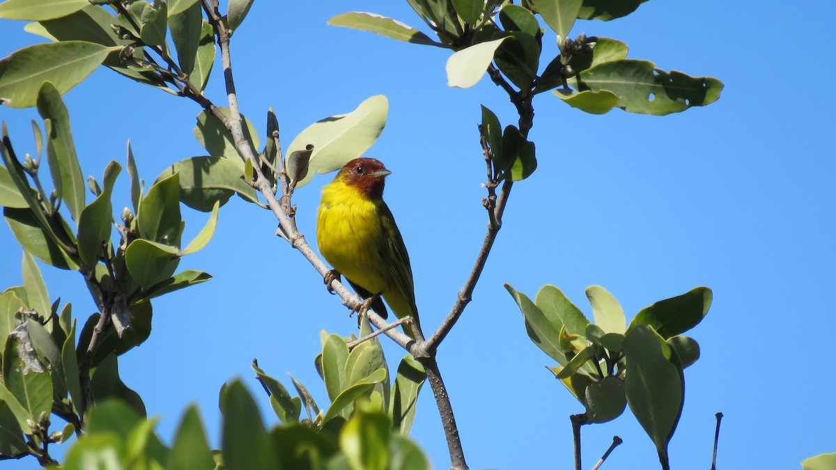 Mangrove Yellow Warbler - ML644548690