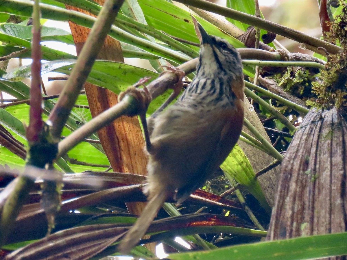Inca Wren - ML644548694