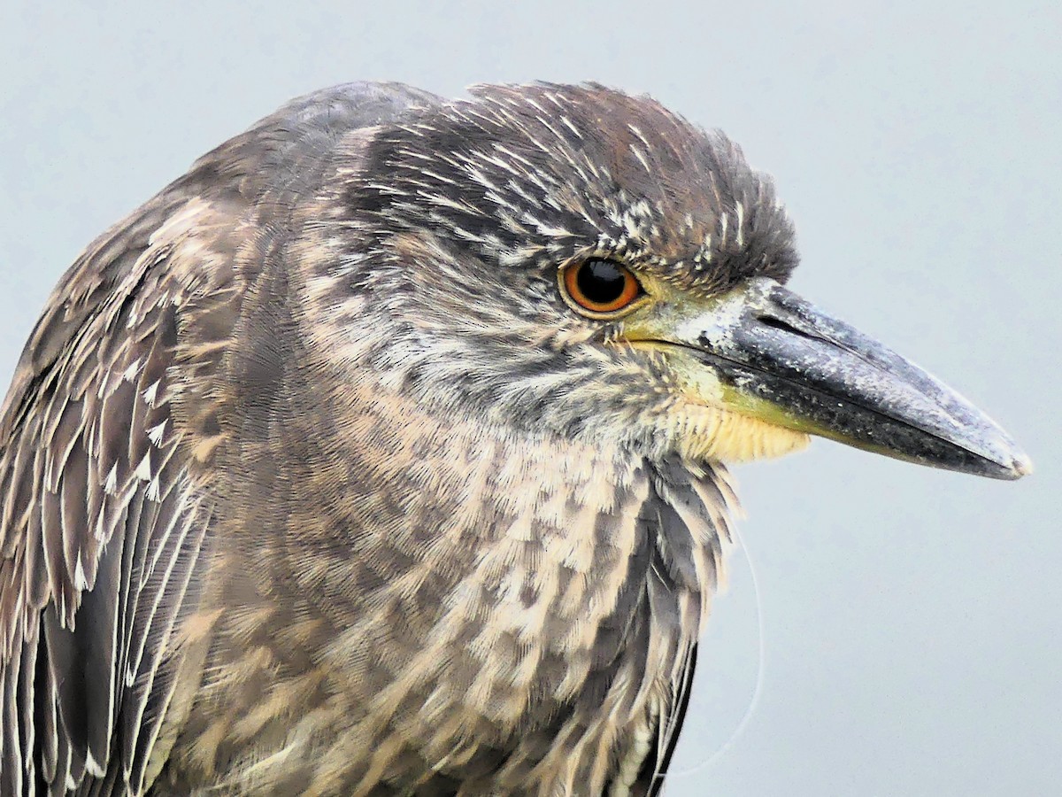 gulkronehegre - ML644548695