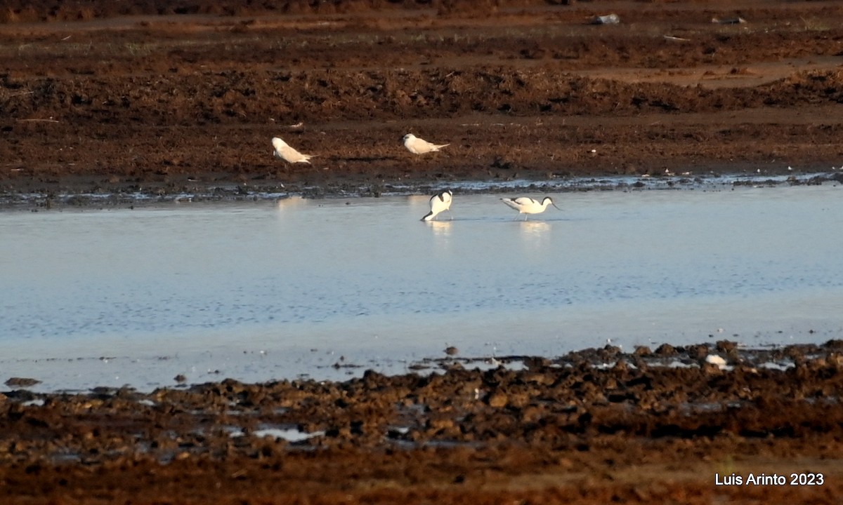 Pied Avocet - ML644548697