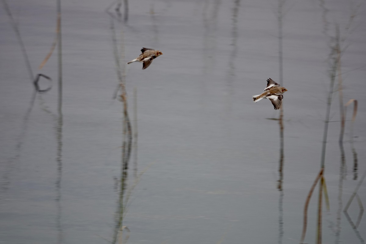 Snow Bunting - ML644548702