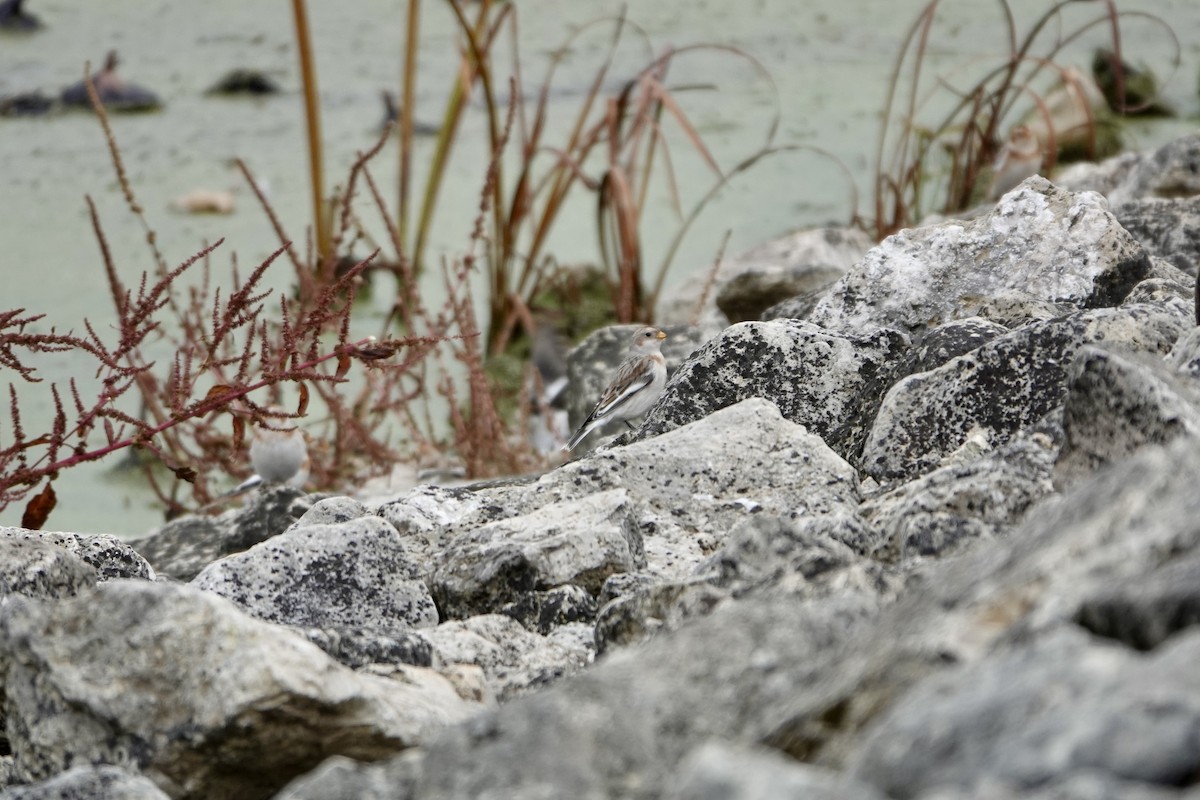 Snow Bunting - ML644548710
