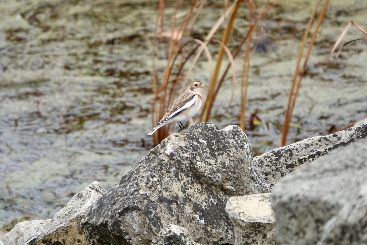 Snow Bunting - ML644548716