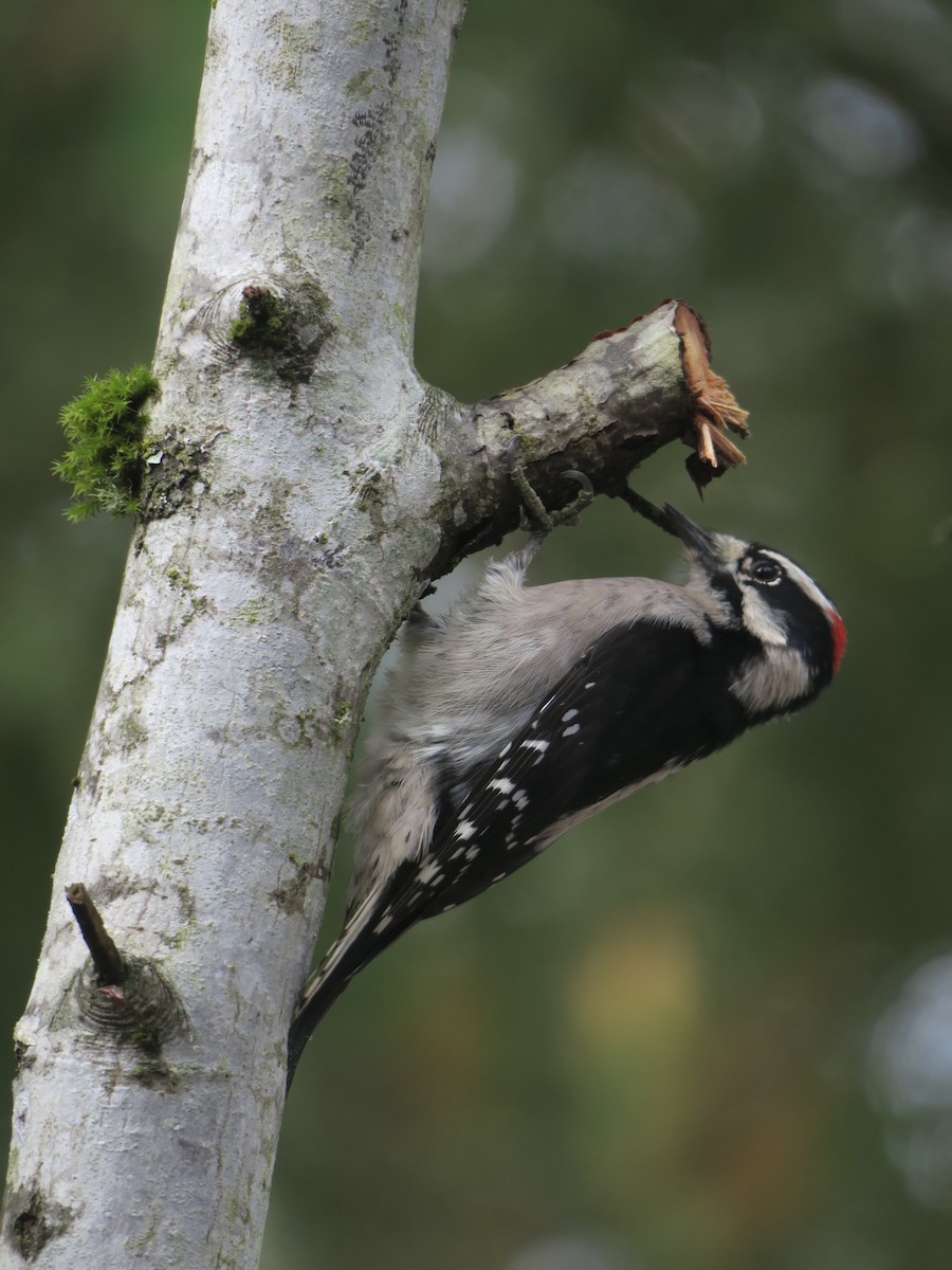 Downy Woodpecker (Pacific) - ML644548718