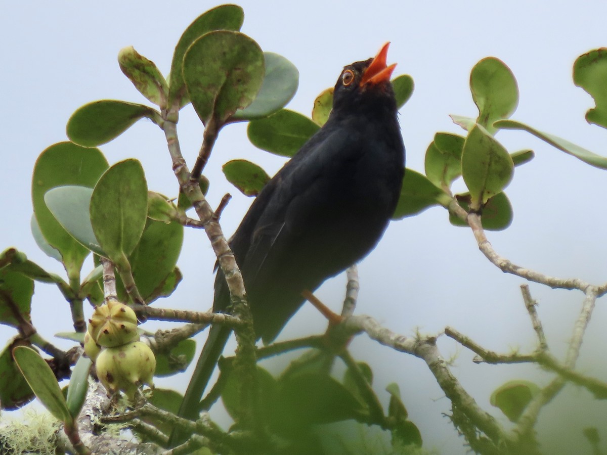 Glossy-black Thrush - ML644548719