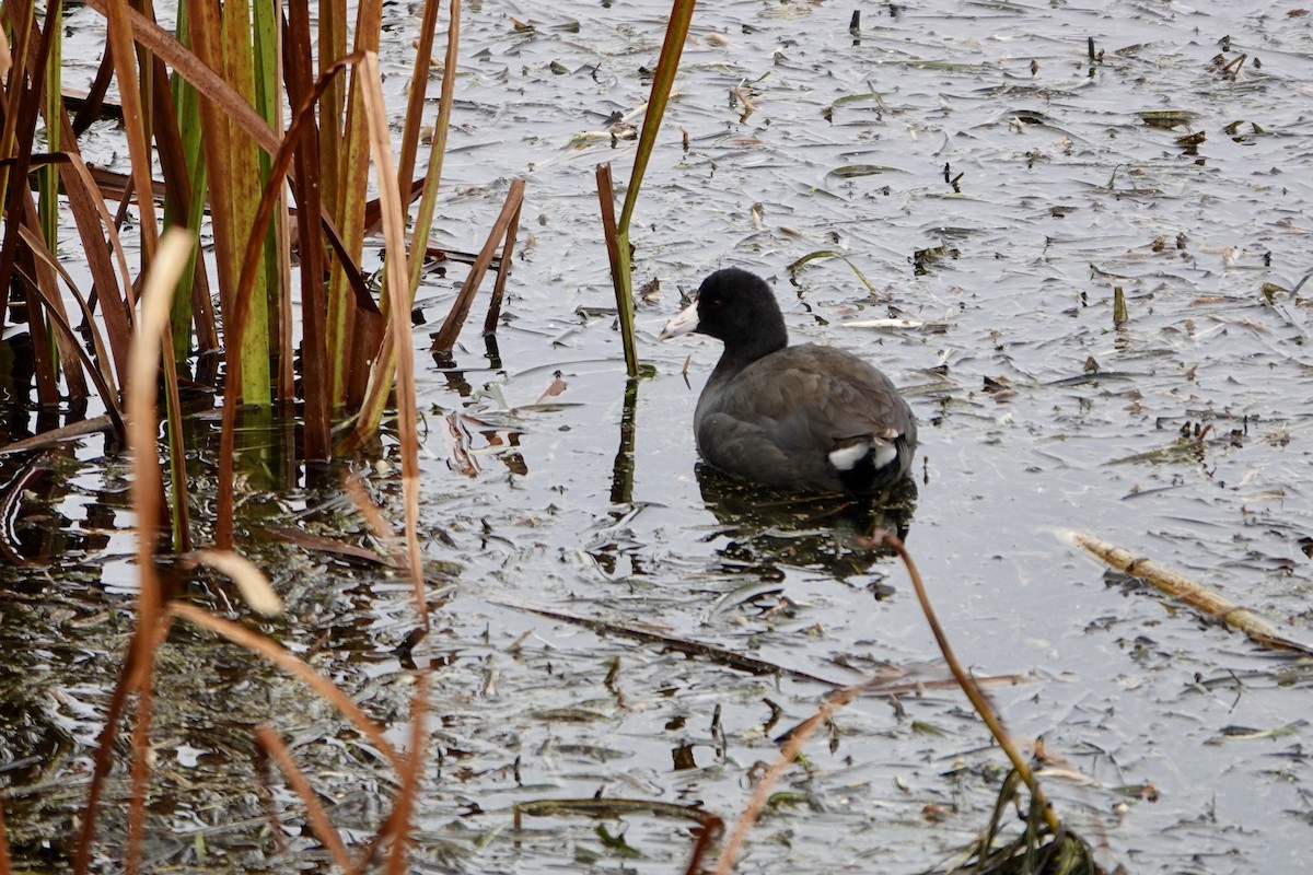 American Coot - ML644548724