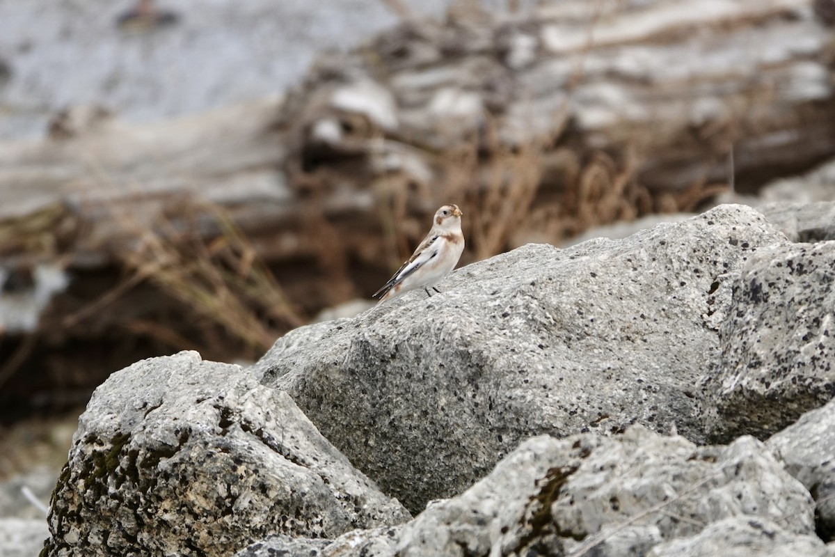 Snow Bunting - ML644548730