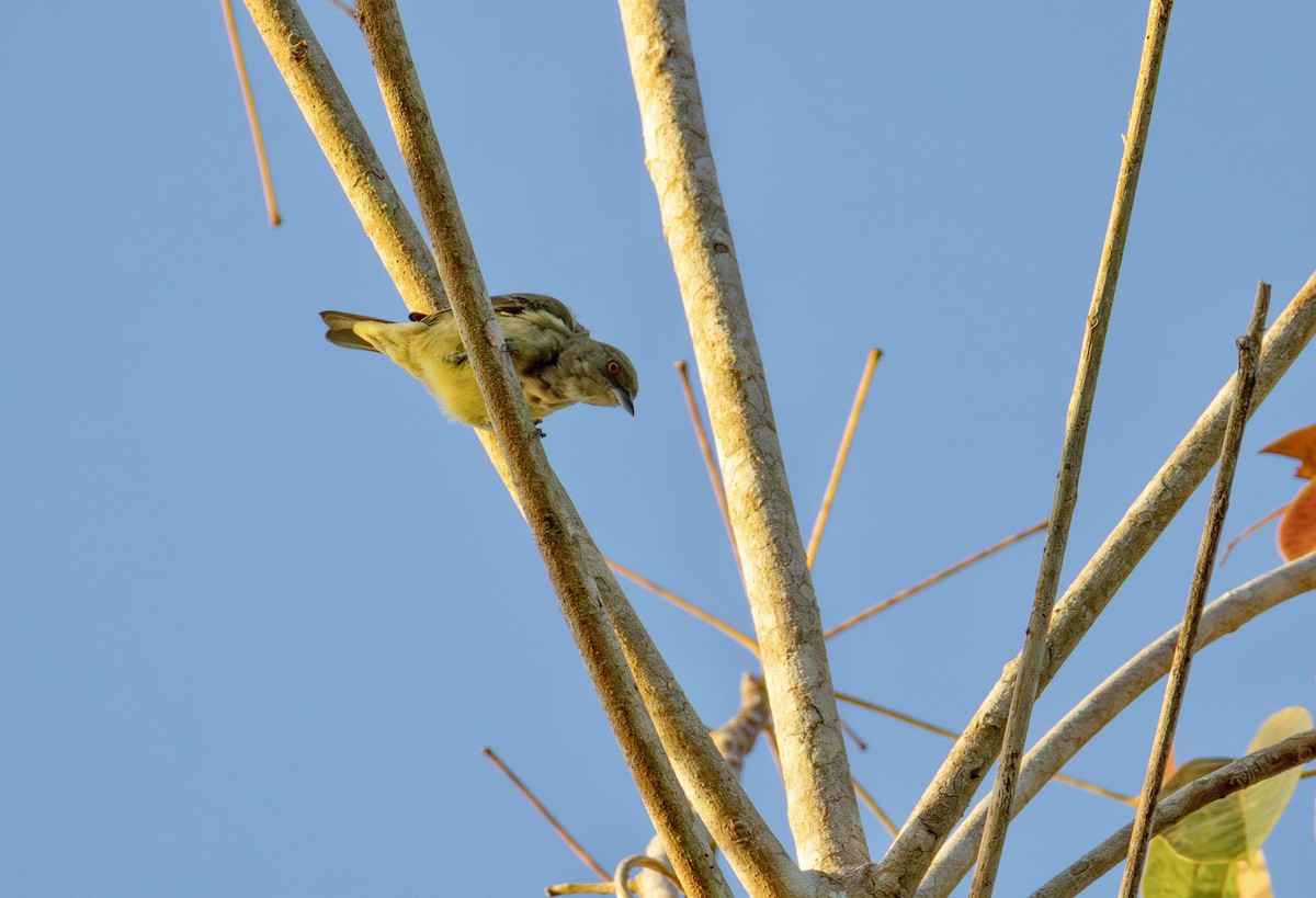 Yellow-bellied Dacnis - ML644548734