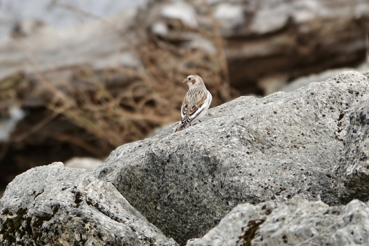 Snow Bunting - ML644548737