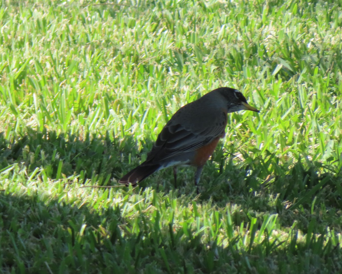 קיכלי נודד - ML644548738