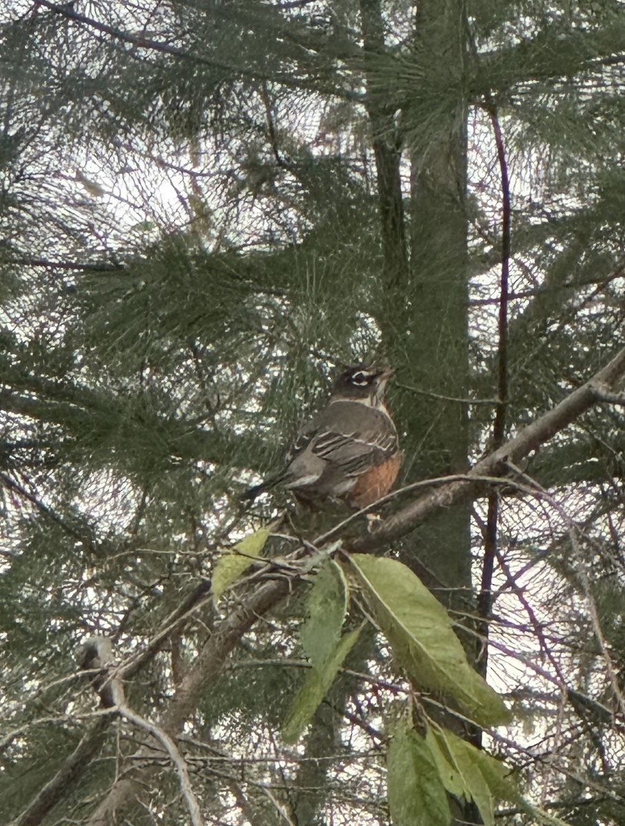 קיכלי נודד - ML644548739