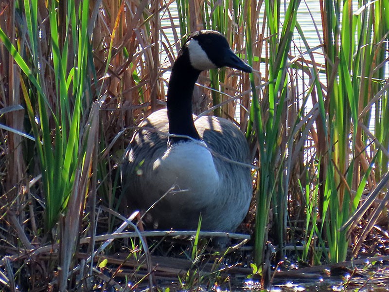 Canada Goose - ML644548742