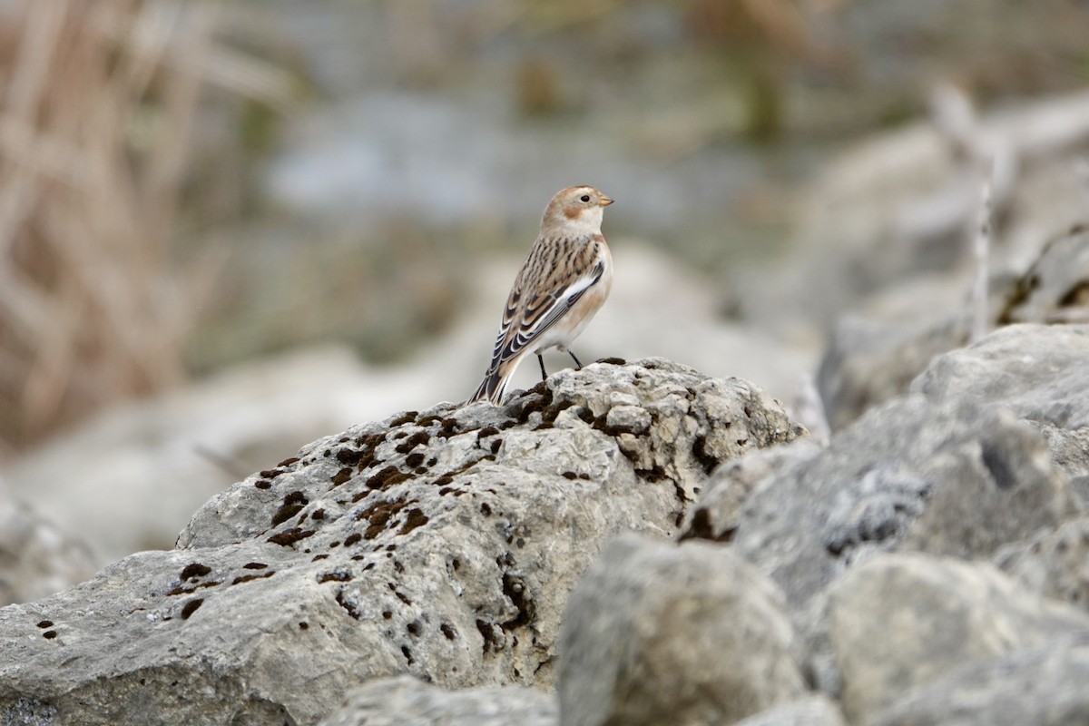 Snow Bunting - ML644548743