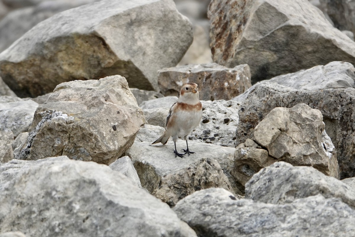 Snow Bunting - ML644548745