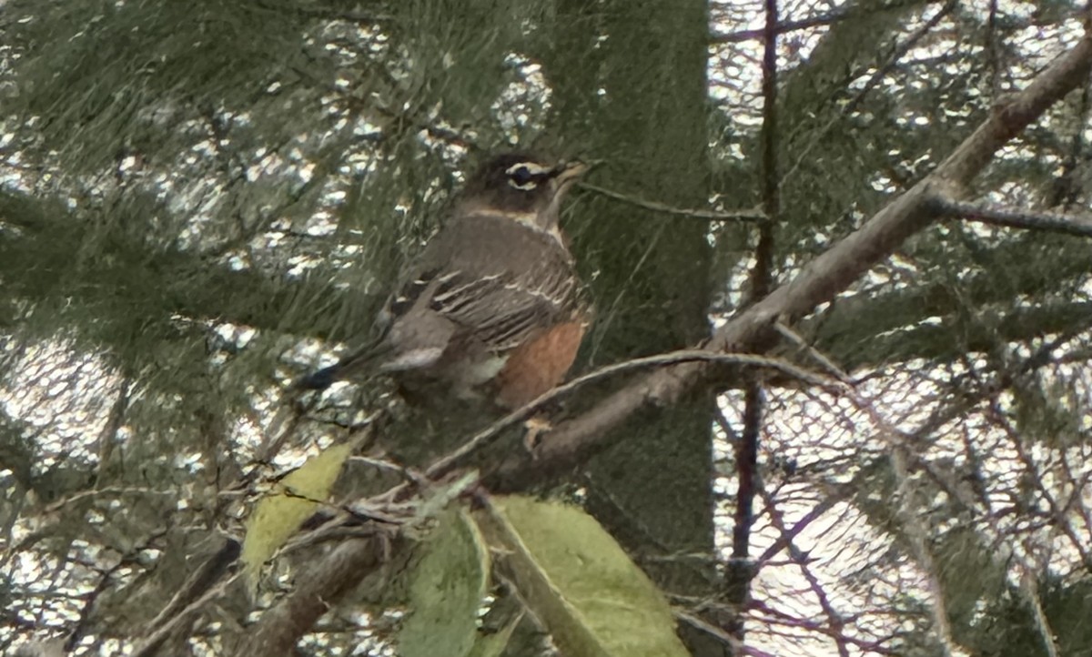 קיכלי נודד - ML644548747
