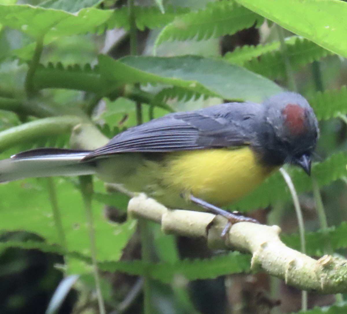 Slate-throated Redstart - ML644548748