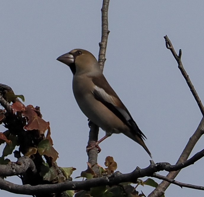 シメ - ML644548749