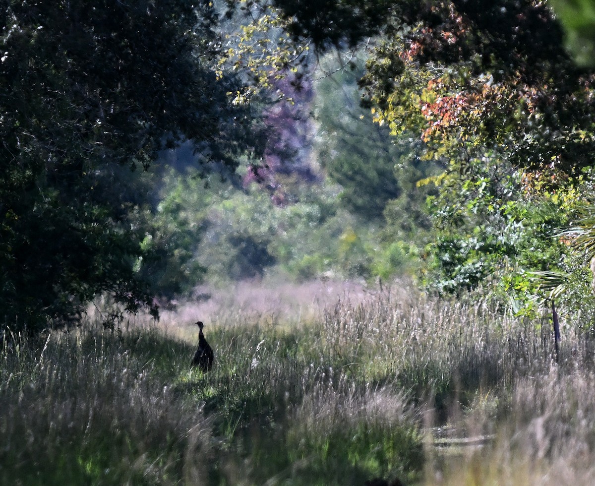 Wild Turkey - ML644548751