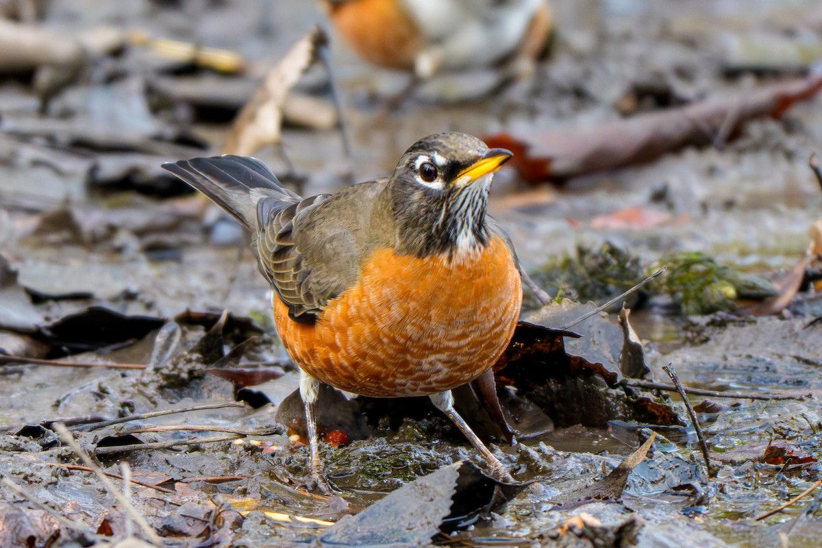 קיכלי נודד - ML644548754