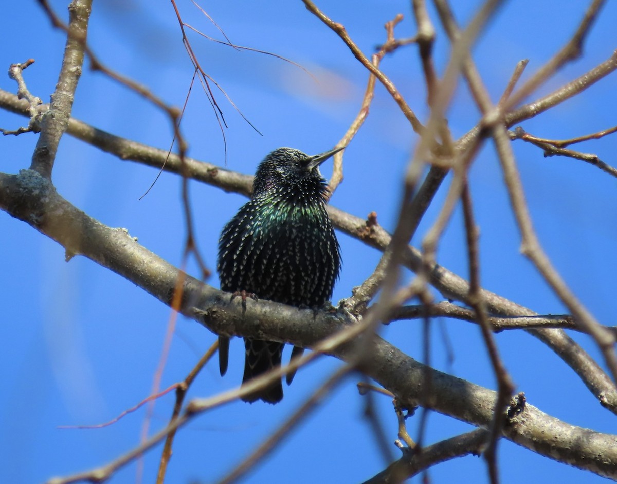European Starling - ML644548759
