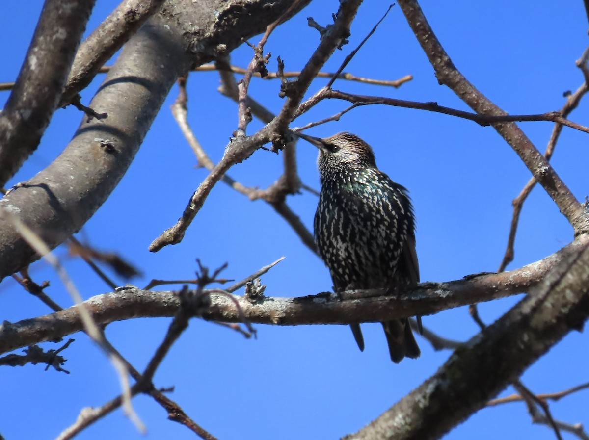 European Starling - ML644548760