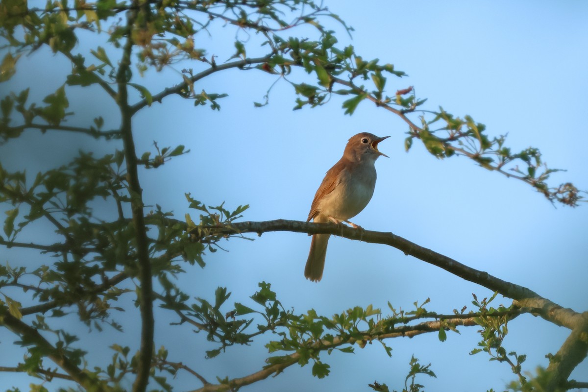 sørnattergal - ML644548762