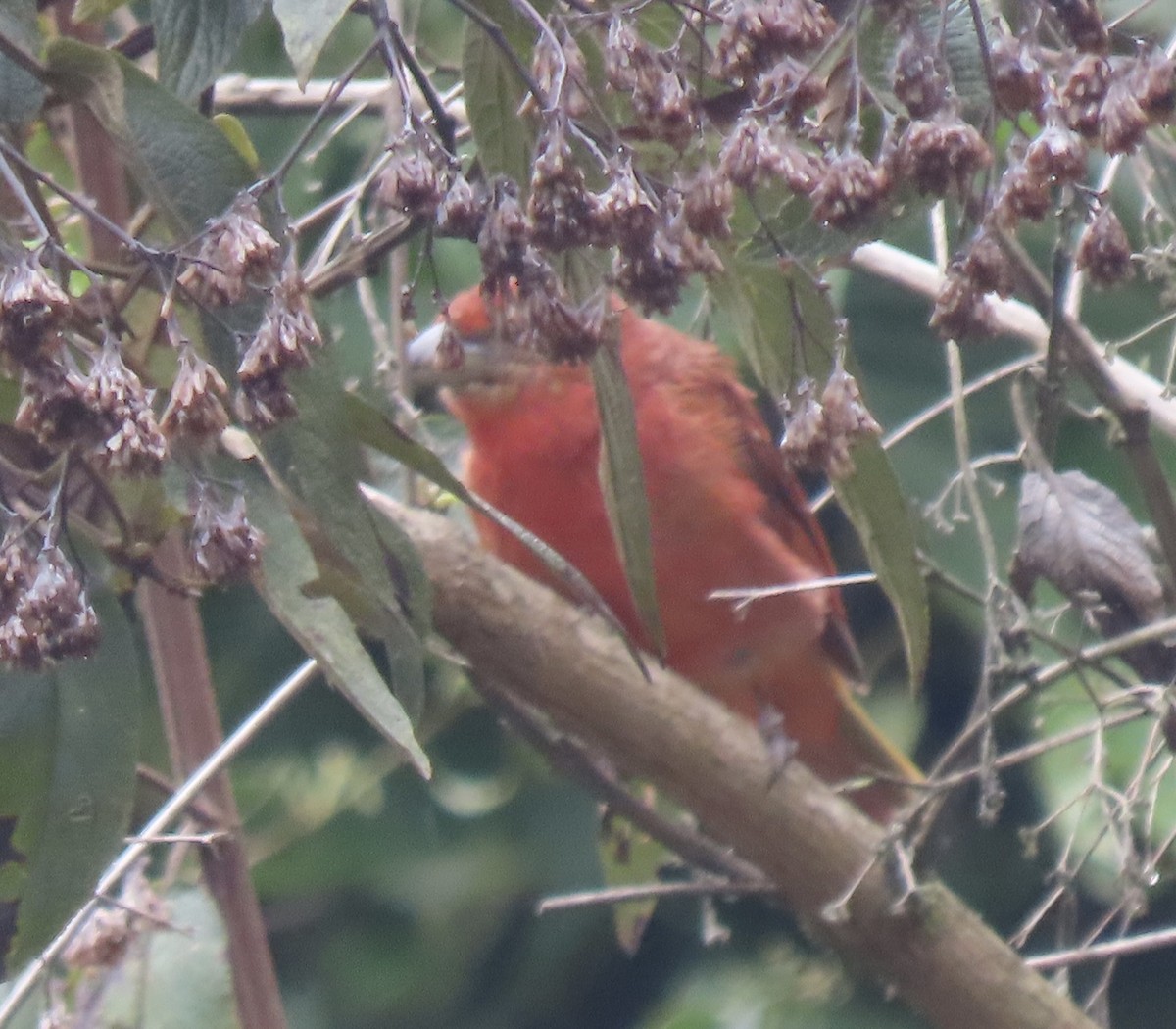 Hepatic Tanager (Highland) - ML644548765