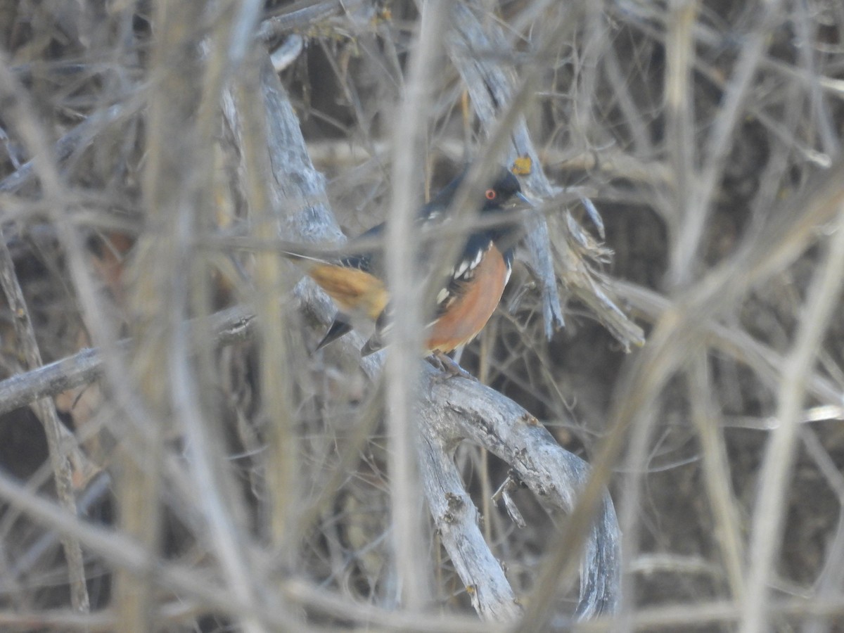 Spotted Towhee - ML644548768
