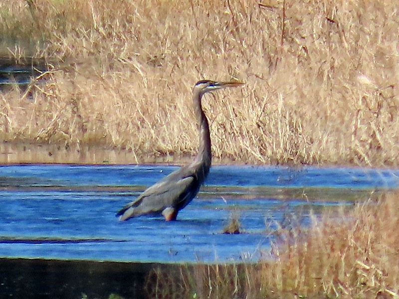Great Blue Heron (Great Blue) - ML644548772