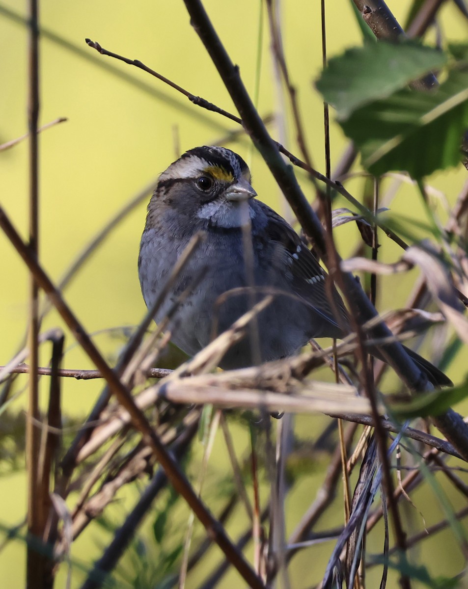 White-throated Sparrow - ML644548773
