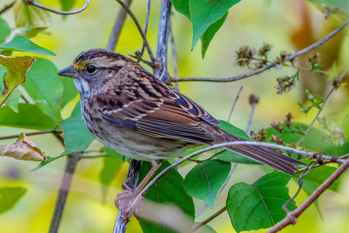 White-throated Sparrow - ML644548774