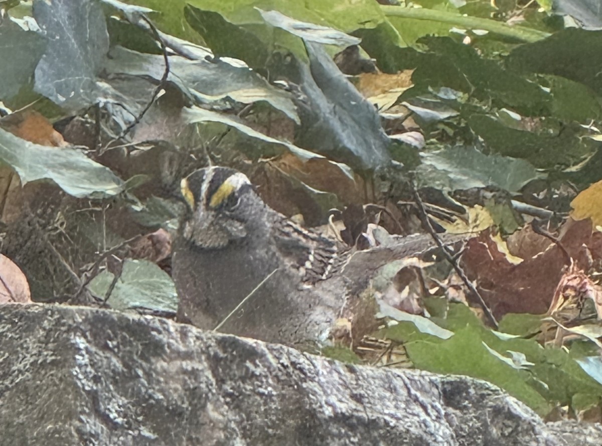 White-throated Sparrow - ML644548775