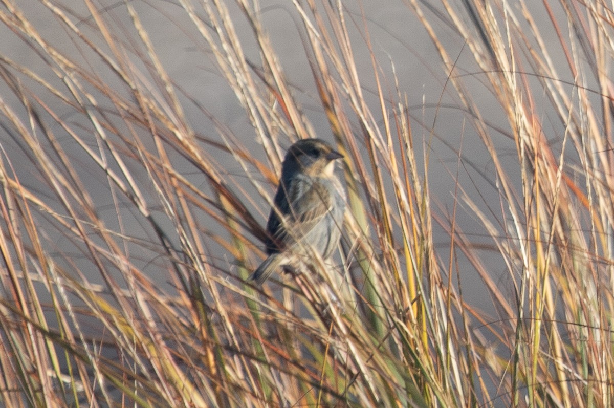 Nelson's Sparrow (Atlantic Coast) - ML644548776