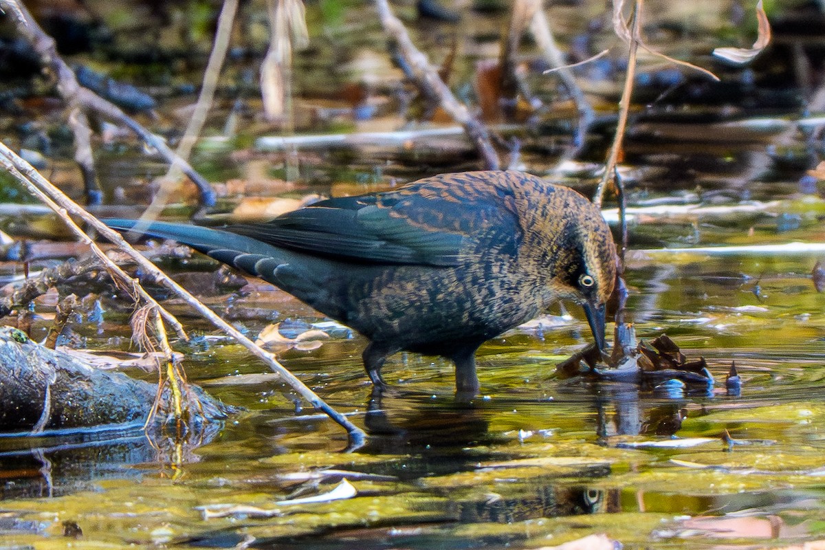 Rusty Blackbird - ML644548780