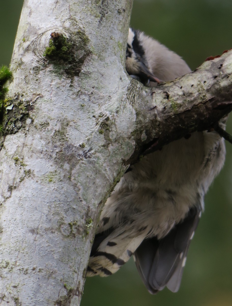Downy Woodpecker (Pacific) - ML644548781