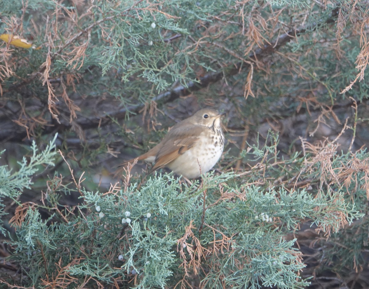 Hermit Thrush - ML644548782