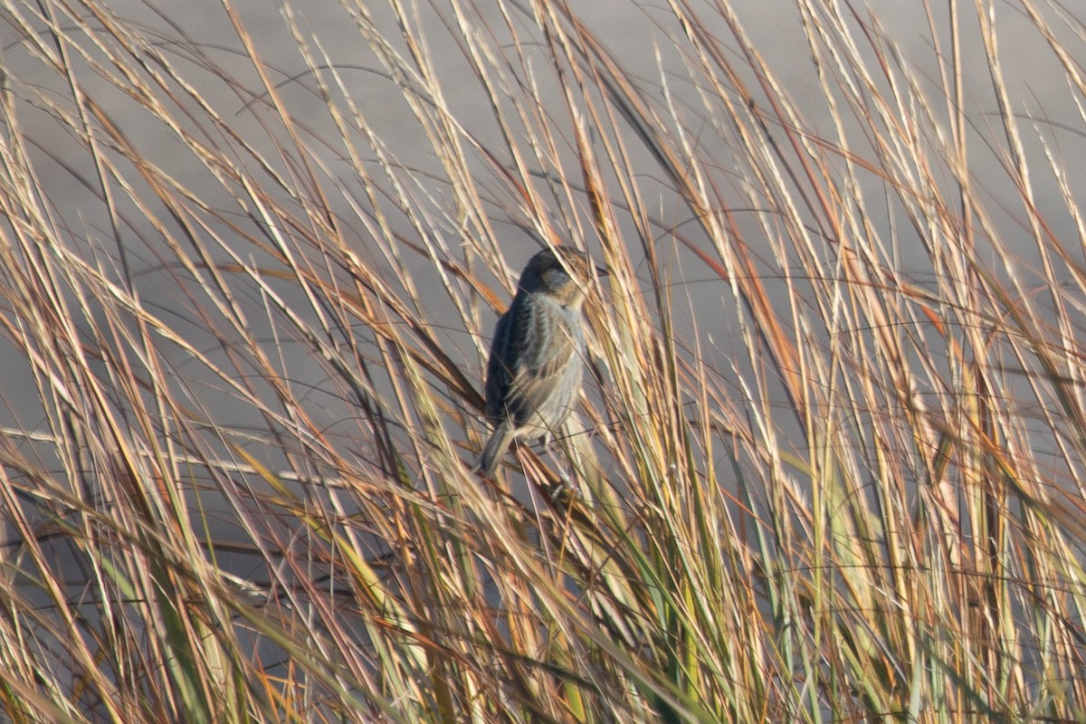 Nelson's Sparrow (Atlantic Coast) - ML644548783